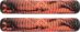 Rankenos Striker Thick Logo Black Orange